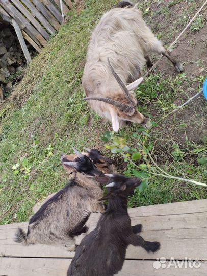 Коза дойная