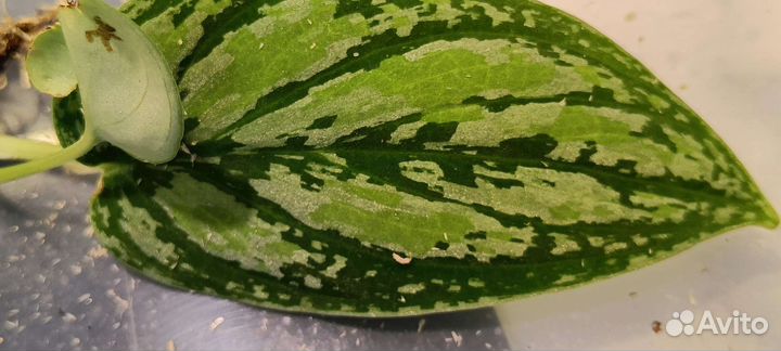 Сциндапсус триколор