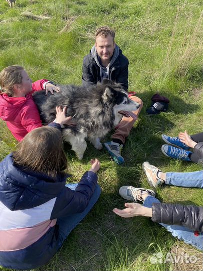 Передержка животных