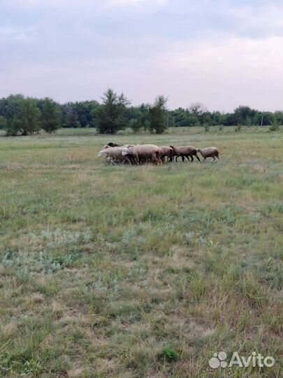 Овцы бараны ягнята