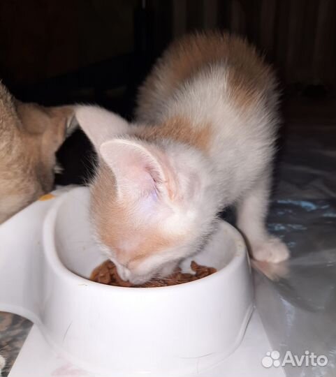Котенок в добрые руки