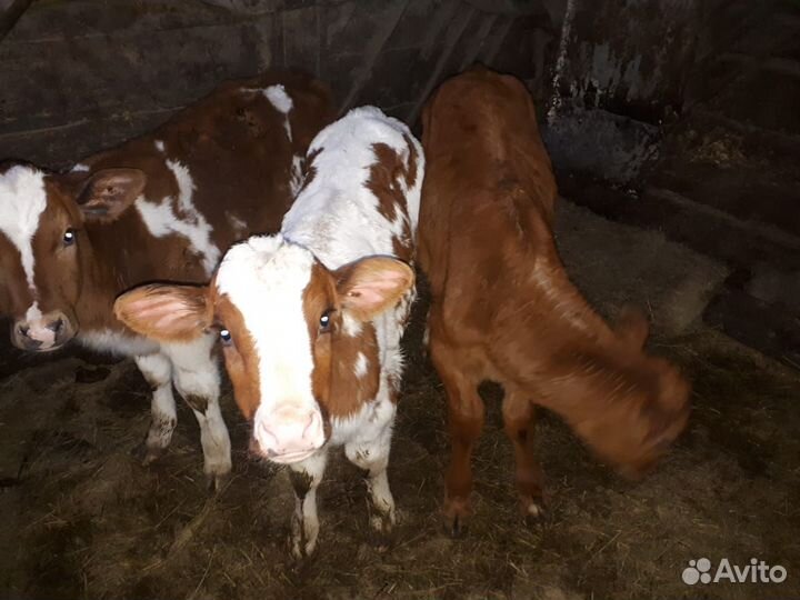 Телята бычки