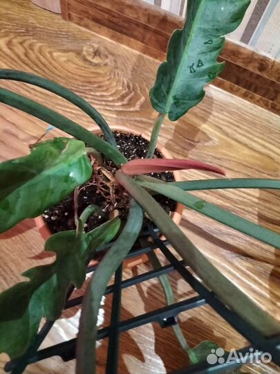 Филодендрон Карамель