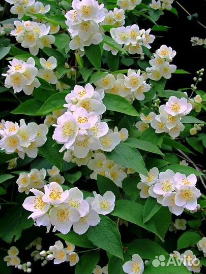 Жасмин садовый Сноубель, саженцы