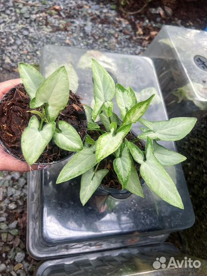 Сингониум white chocolate