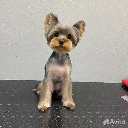 Стрижка собак и кошек