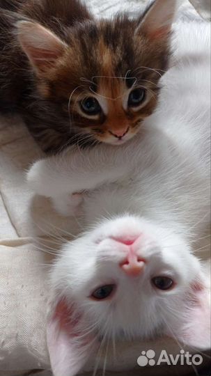 Котята в дар