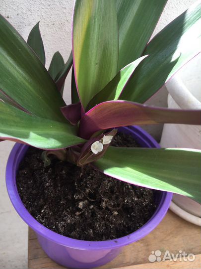 Рео цветущая, денежное дерево