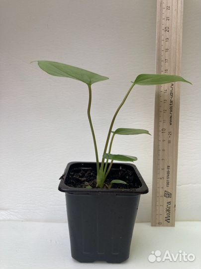 Антуриумы сортовые