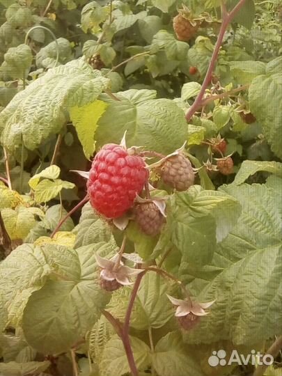 Малина ремонтантная. Саженцы