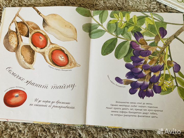 Что снится семечку