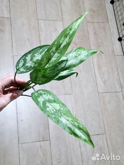 Аглаонема Трейба