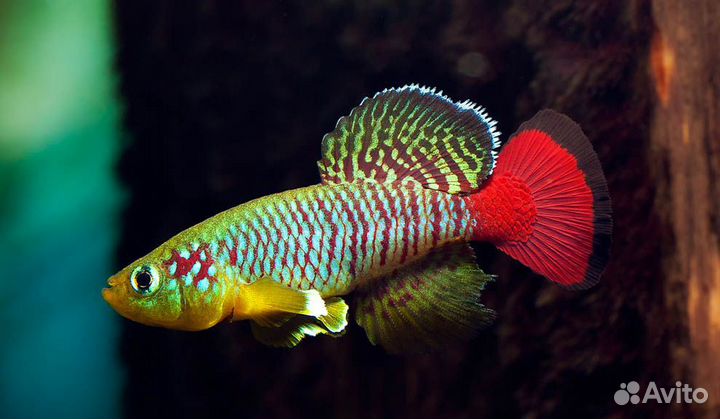 Аквариумистика