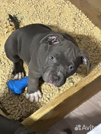 Американский булли