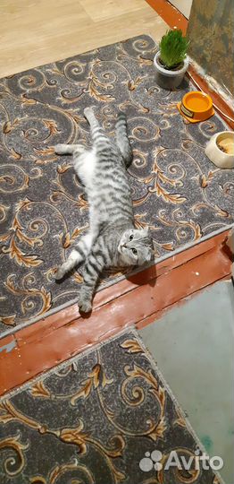 Отдам бесплатно