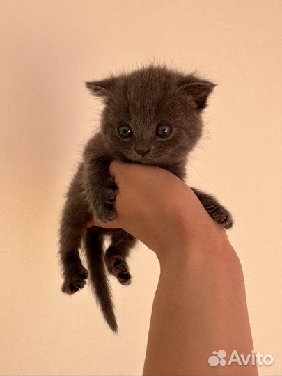 Шотландская вислоухая