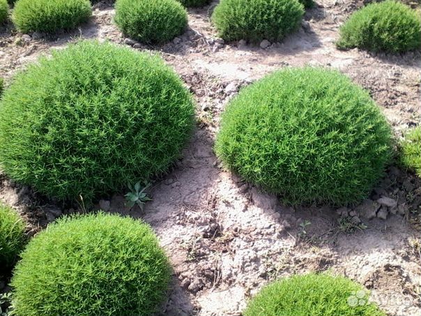 Сантолина Вечнозеленая, Серебристая (предзаказ)