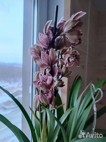 Орхидея Цимбидиум