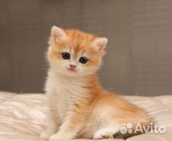 Британские котята