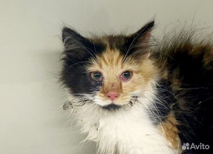 Котенок трехцветная девочка