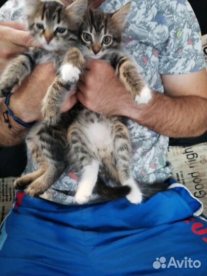 Отдам бесплатно котят в добрые руки, девочки