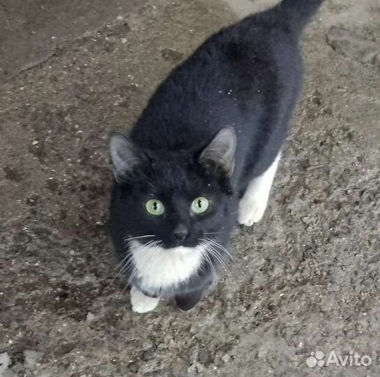 Котику и кошечке нужен дом