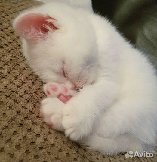 Белый котенок