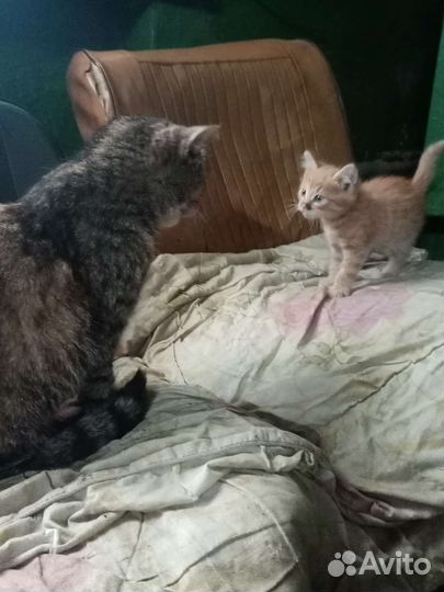 Кошка в дар