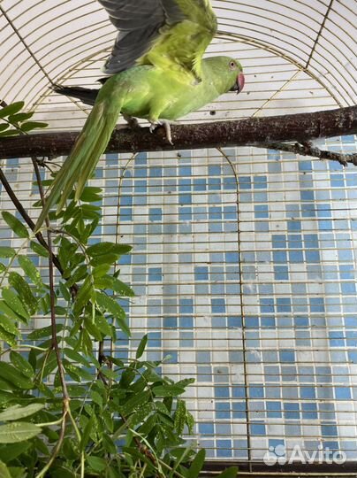 Ожереловый