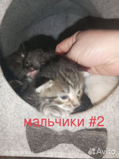 Котята в добрые руки