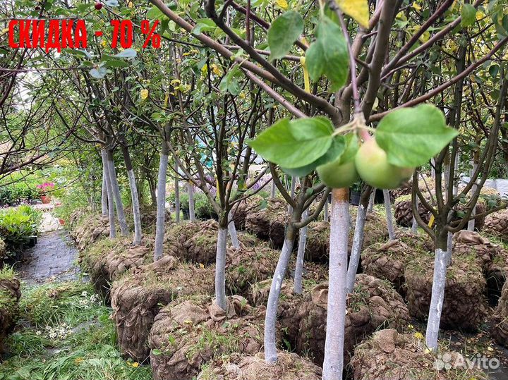 Слива, груша, яблоня, вишня, абрикос. Саженцы