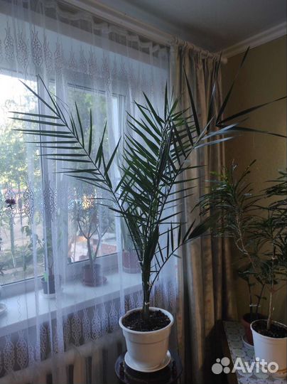 Финиковая пальма