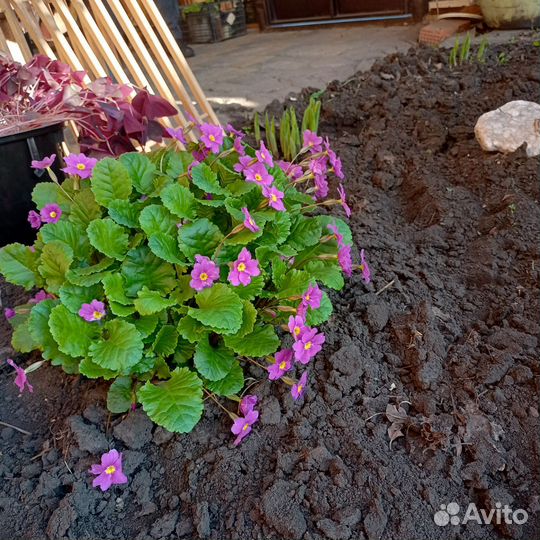 Примула, хоста