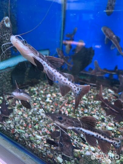 Леопардовый сом