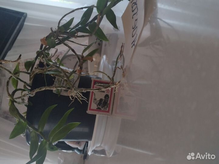 Орхидея Dendrobium