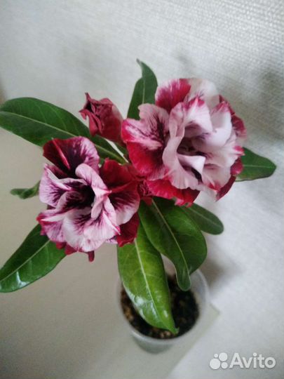 Адениум Trung Tinh