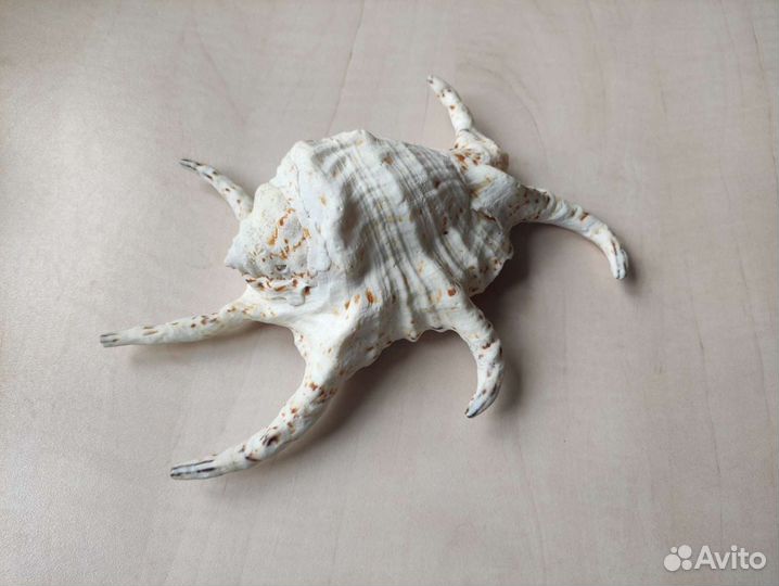 Ракушка большая 21 см