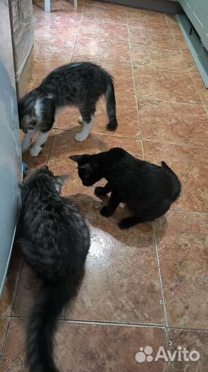 Котятки в добрые руки