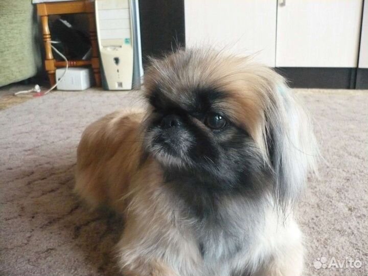 Вязка пекинес нужен кобель