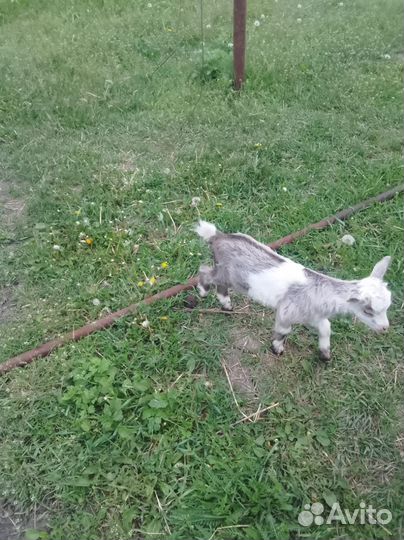 Козы с козлятами