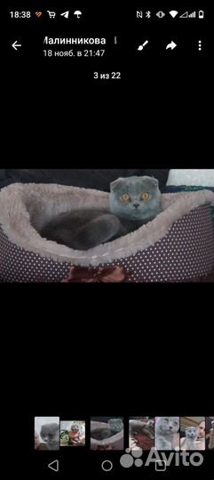 Кошка