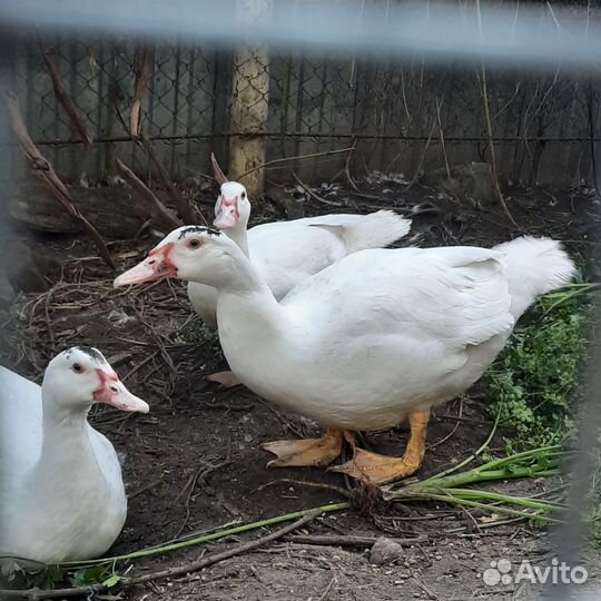 Молодняк мускусной утки тяжелой линии