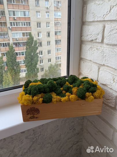 Мох ягель в коробочке 30х15