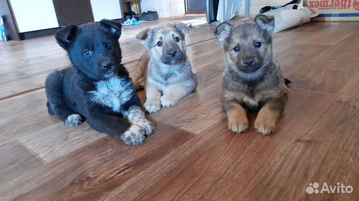 Отдадим в добрые руки