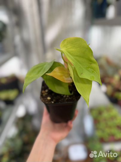 Филодендрон