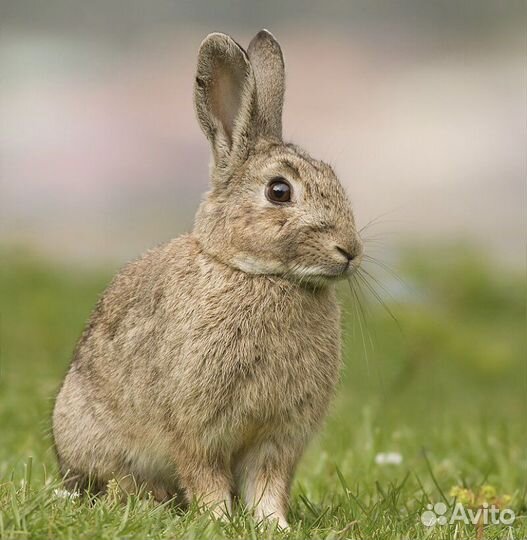 Продам мясо домашнего кролика