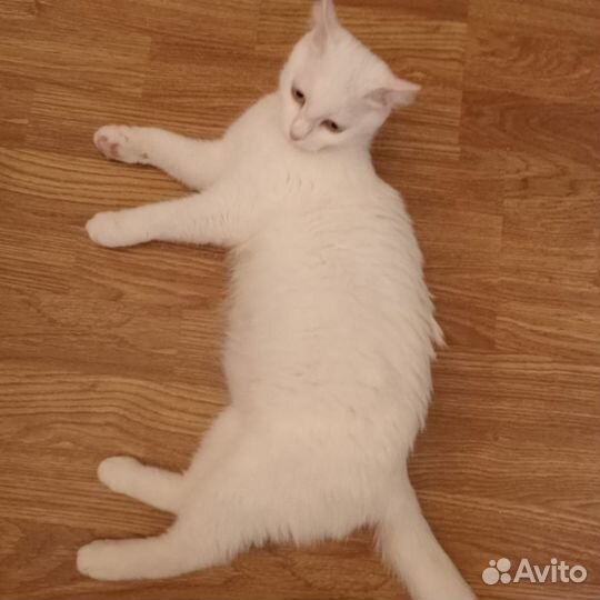 Кошечка Стеша