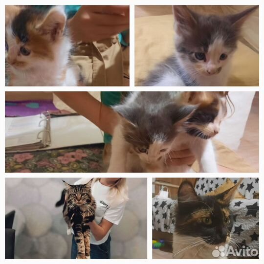 Котята мейн-кун