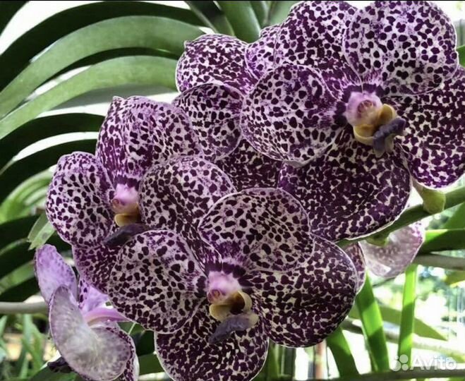 Орхидея Ванда