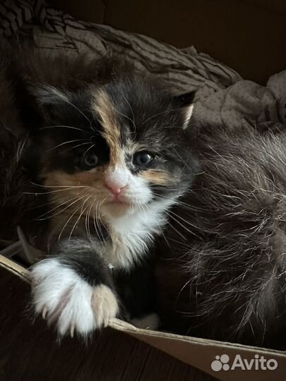 Котенок в добрые руки